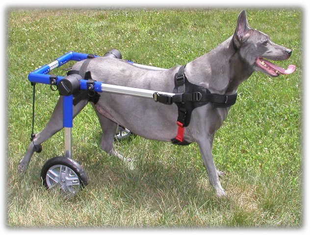Wheelchairs for Dogs - Mobility Disability